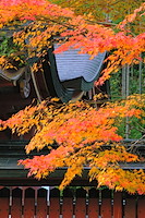 秋の京都-026