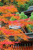 秋の京都-022