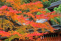 秋の京都-023