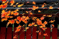 秋の京都-024