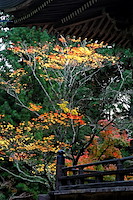 秋の京都-025