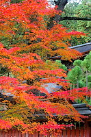 秋の京都-028