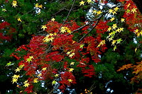 秋の京都-032