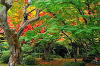 秋の京都-034