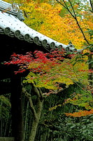 秋の京都-038