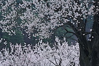千曲森の杏-026