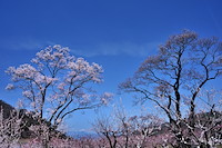 千曲森の杏-051